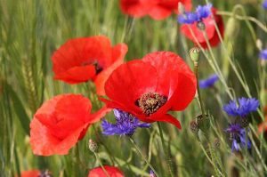 coquelicots et bleuets